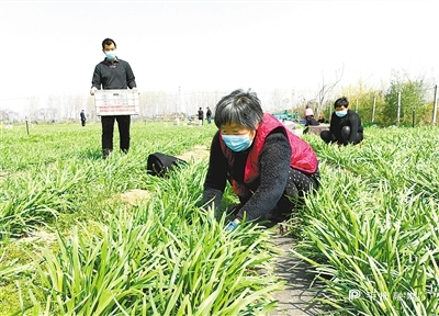 河滨街道肖庄村村民在平顶山平丰种业有限责任公司种植基地内收割韭菜