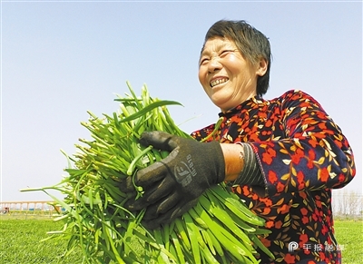 河滨街道肖庄村村民在平顶山平丰种业有限责任公司种植基地内收割韭菜