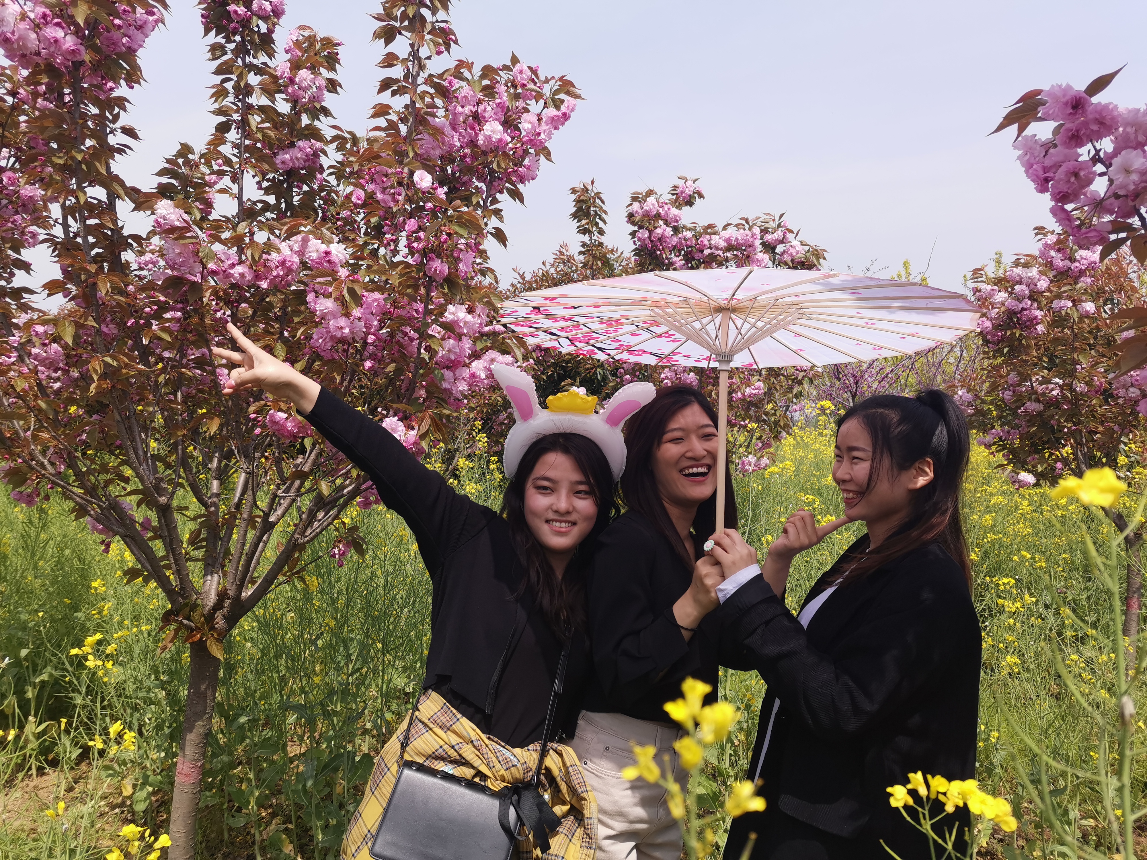 茶食玉福地"为旅游文化主题的首届樱花节4月10日在郏县姚庄旅游区开幕