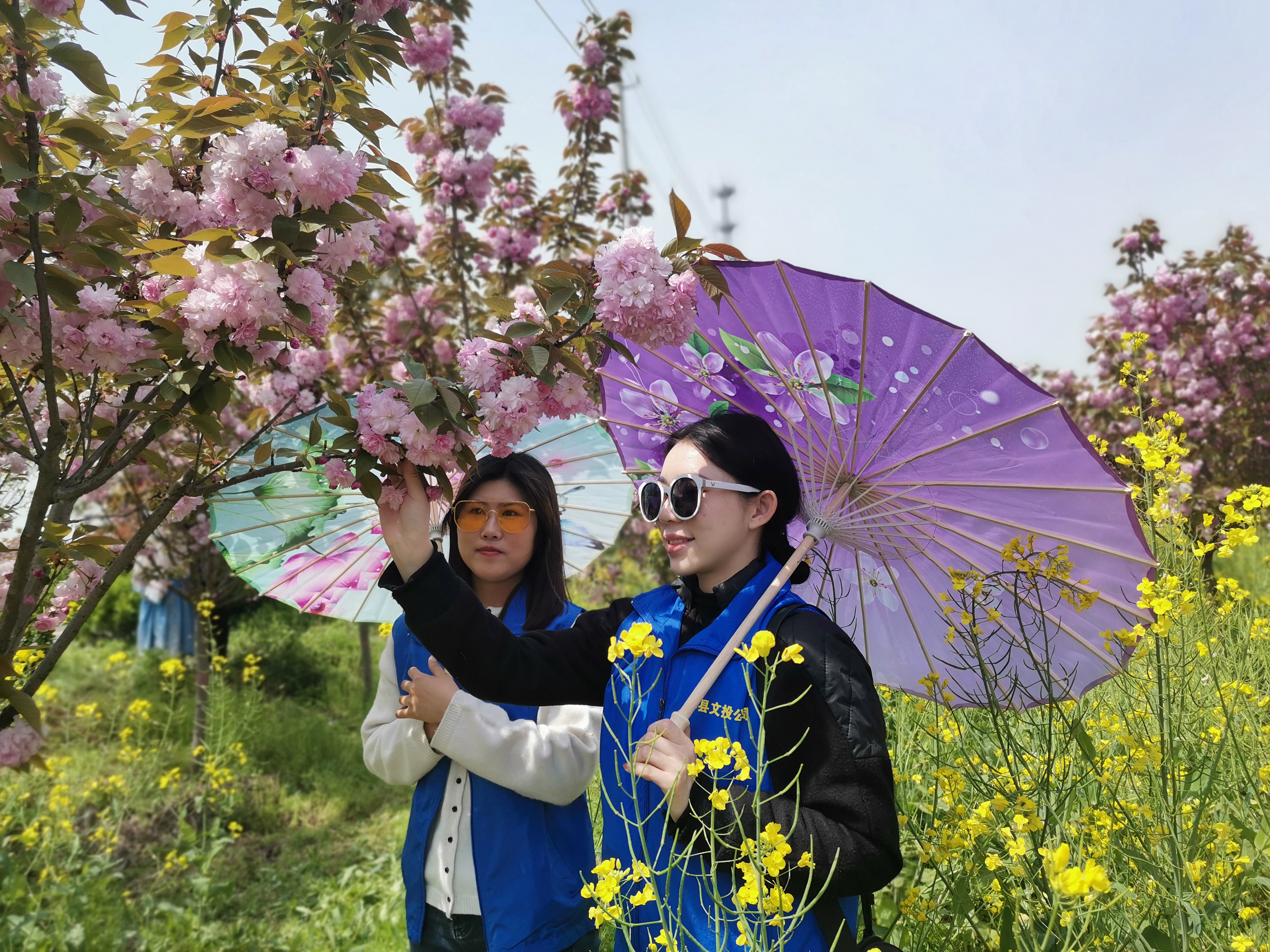 茶食玉福地"为旅游文化主题的首届樱花节4月10日在郏县姚庄旅游区开幕