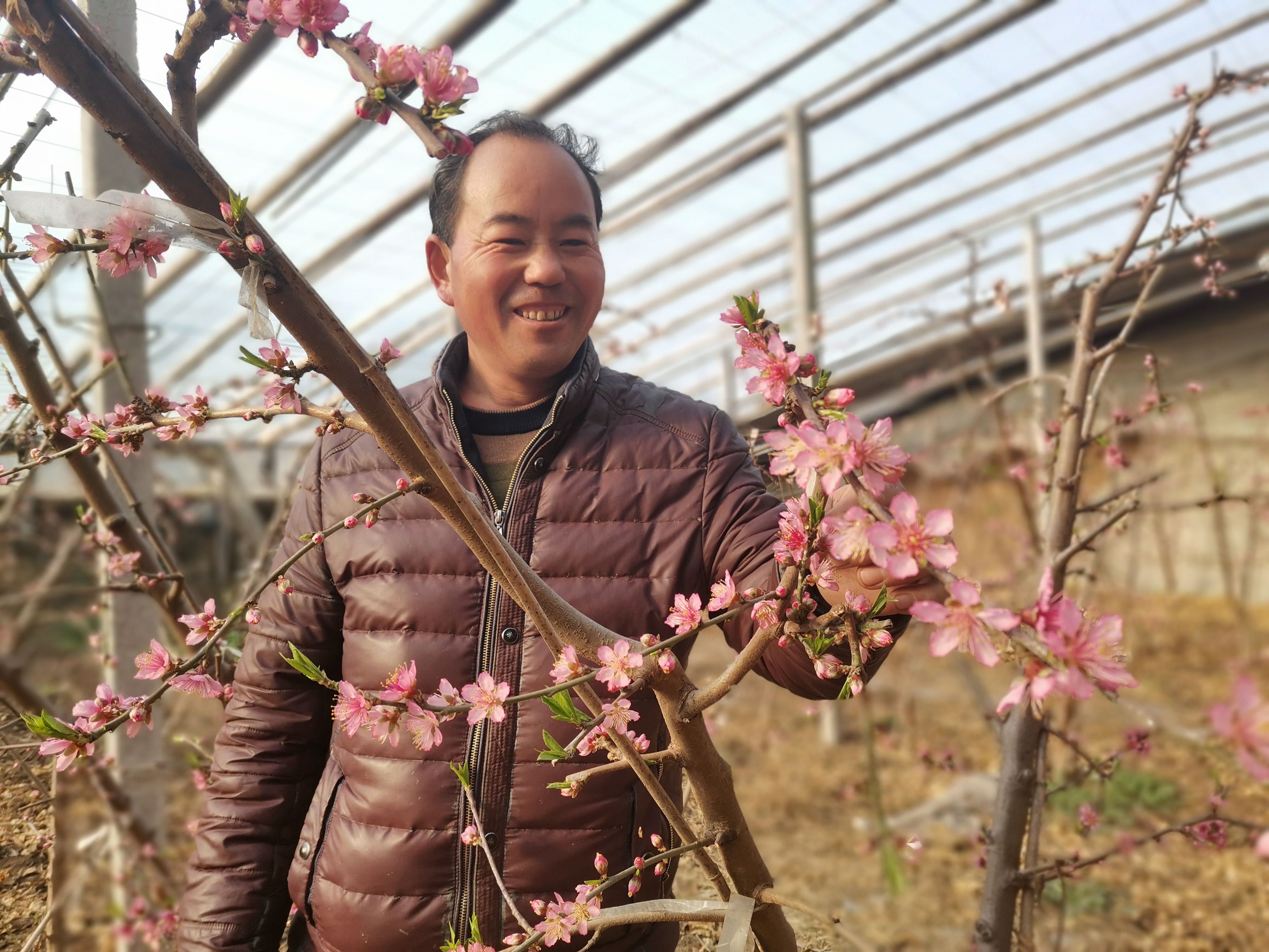 惊艳!蟠桃花开春满园