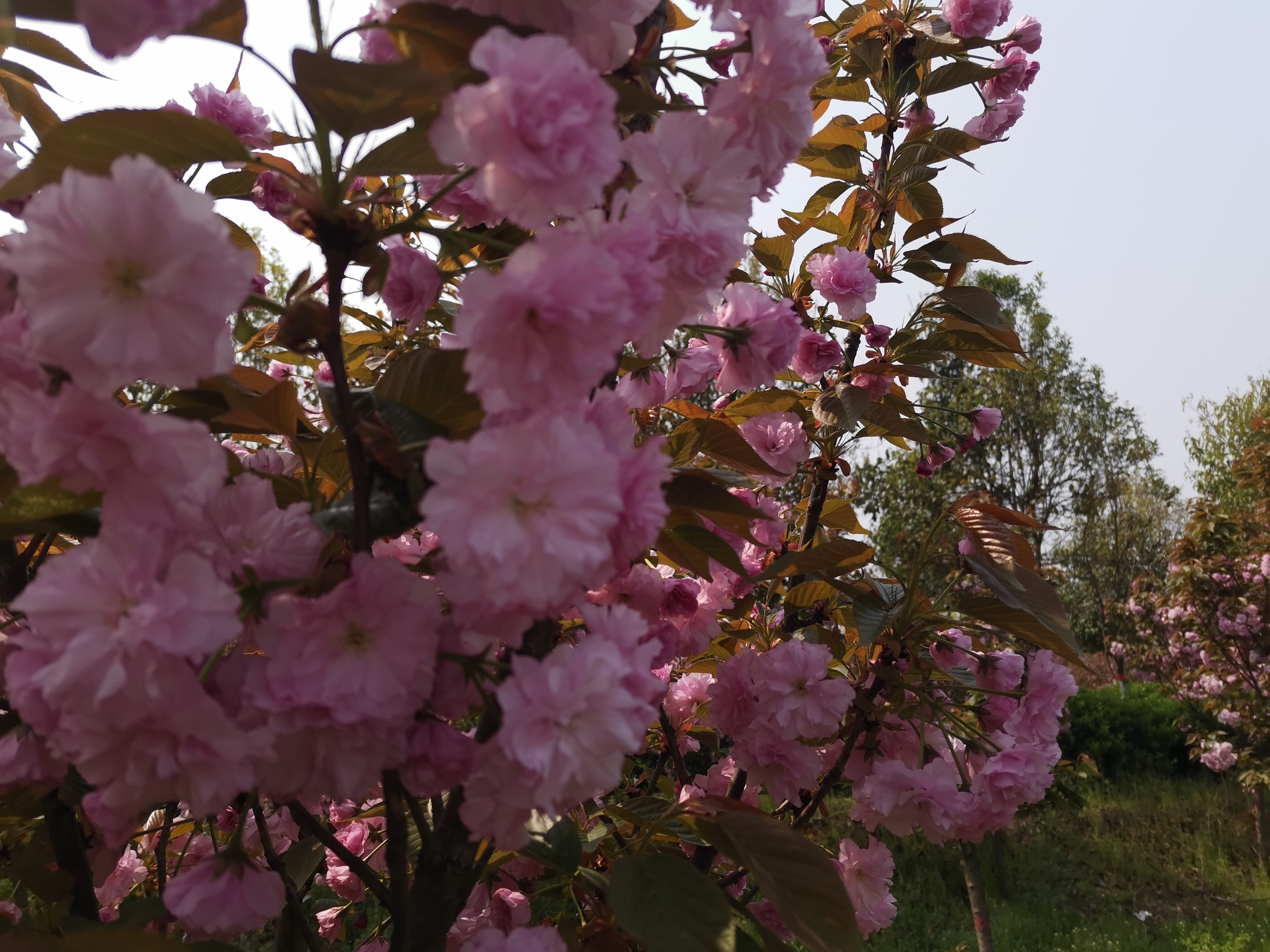 郏县姚庄旅游区首届樱花节本周六开幕