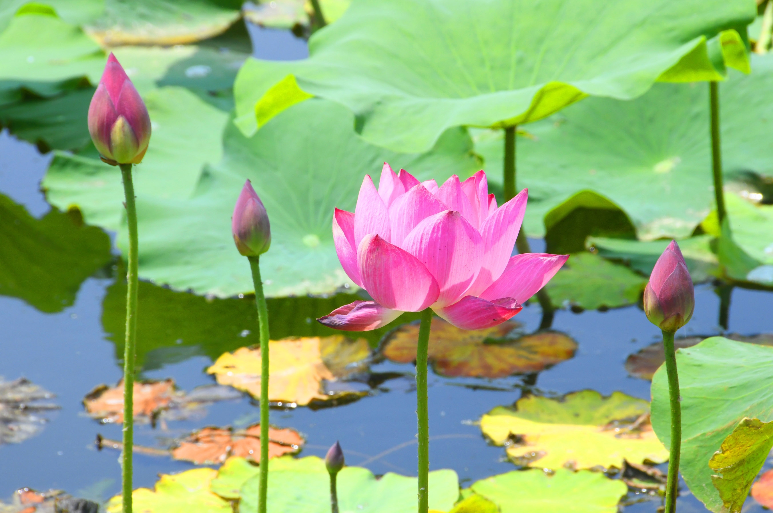 古诗芙蓉楼送辛渐的中心思想_芙蓉楼送辛渐中心思想_芙蓉楼送辛渐的中心思想