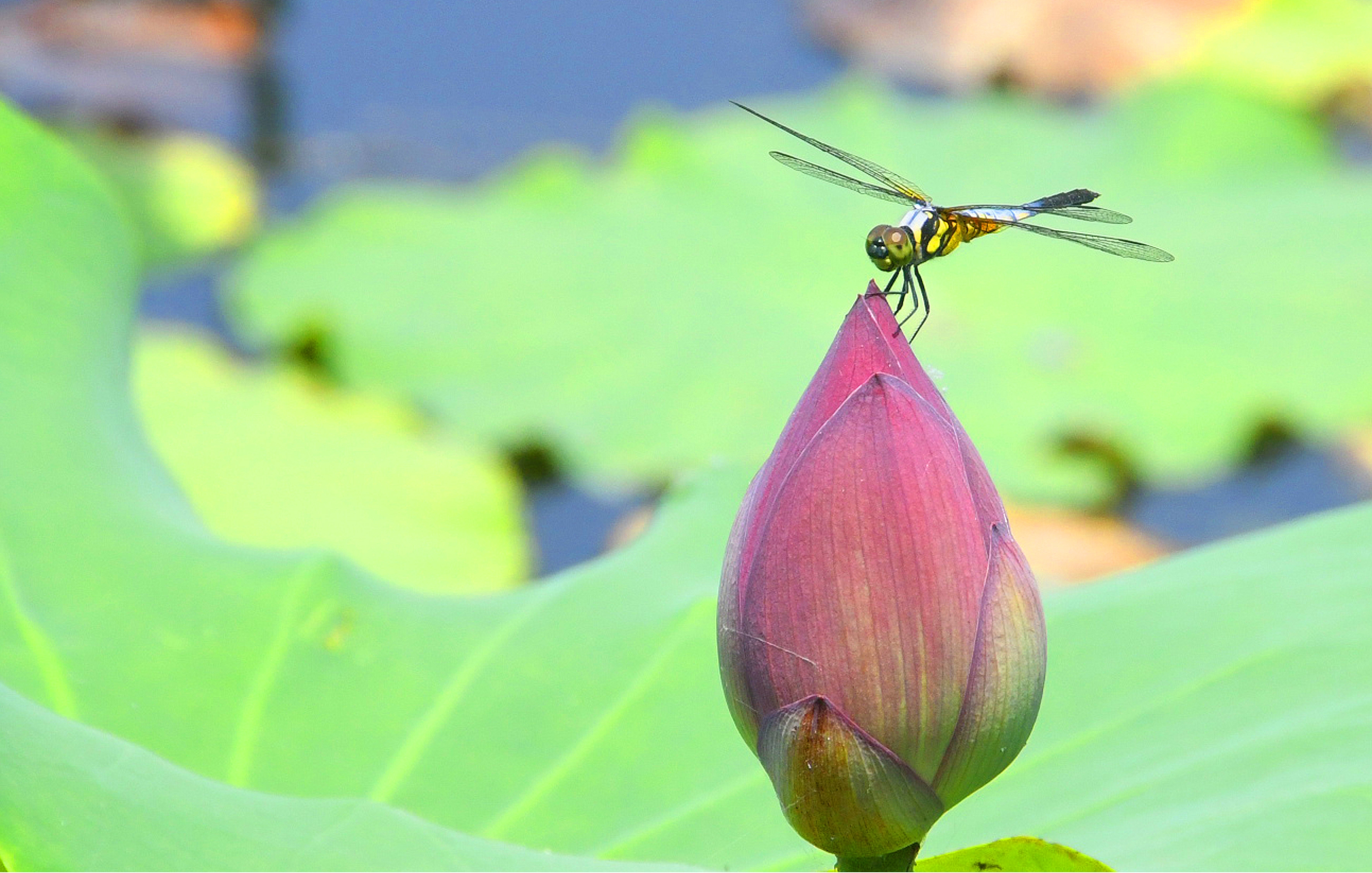 古诗芙蓉楼送辛渐的中心思想_芙蓉楼送辛渐的中心思想_芙蓉楼送辛渐中心思想