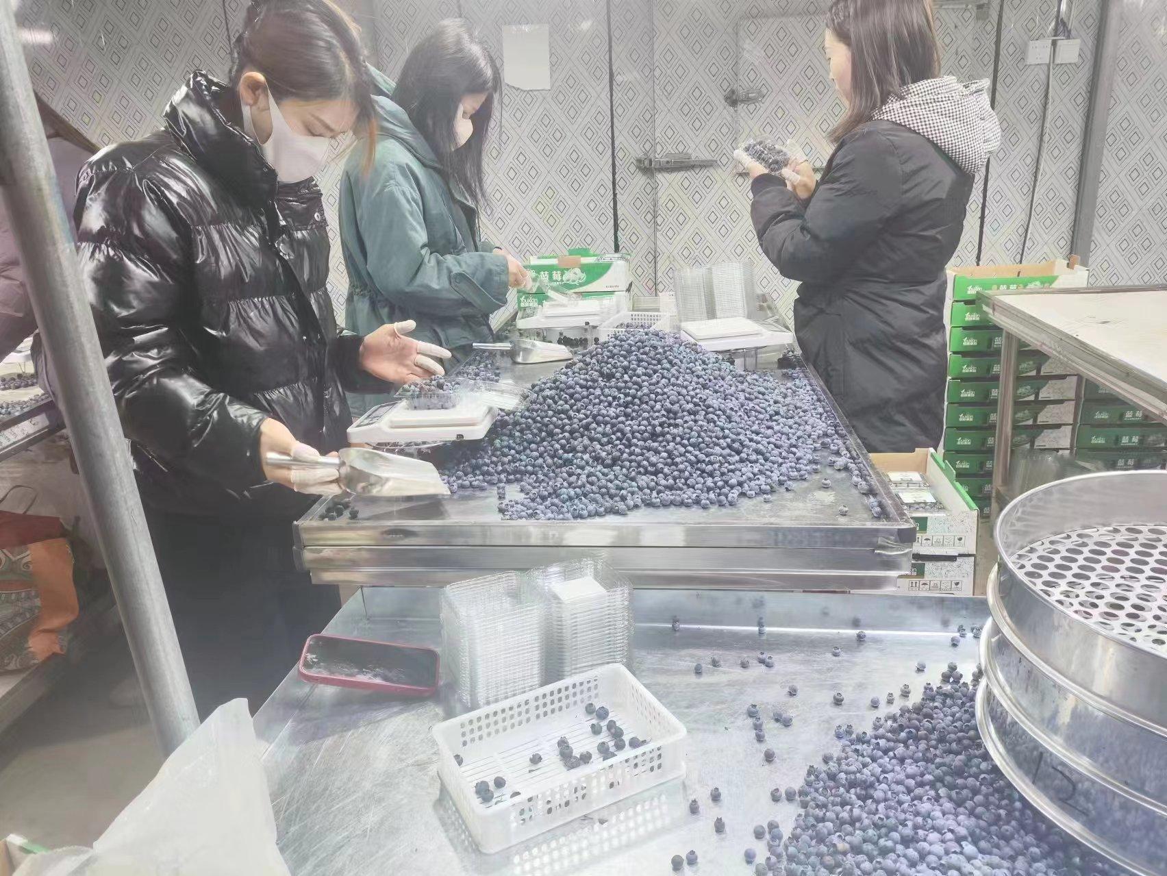 鲁山县:土法优育蓝莓 供应首都市场