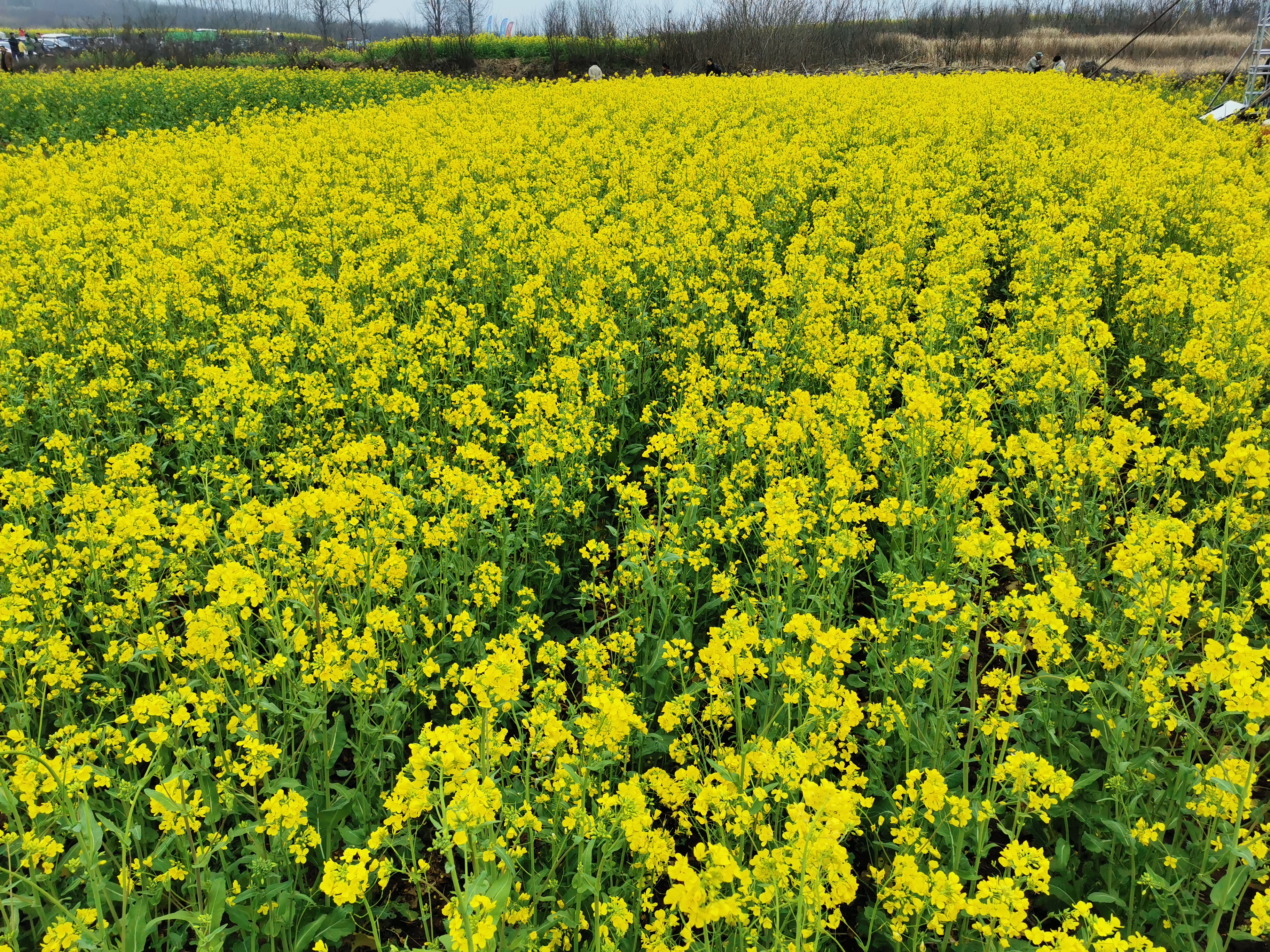 鲁山坡油菜花图片