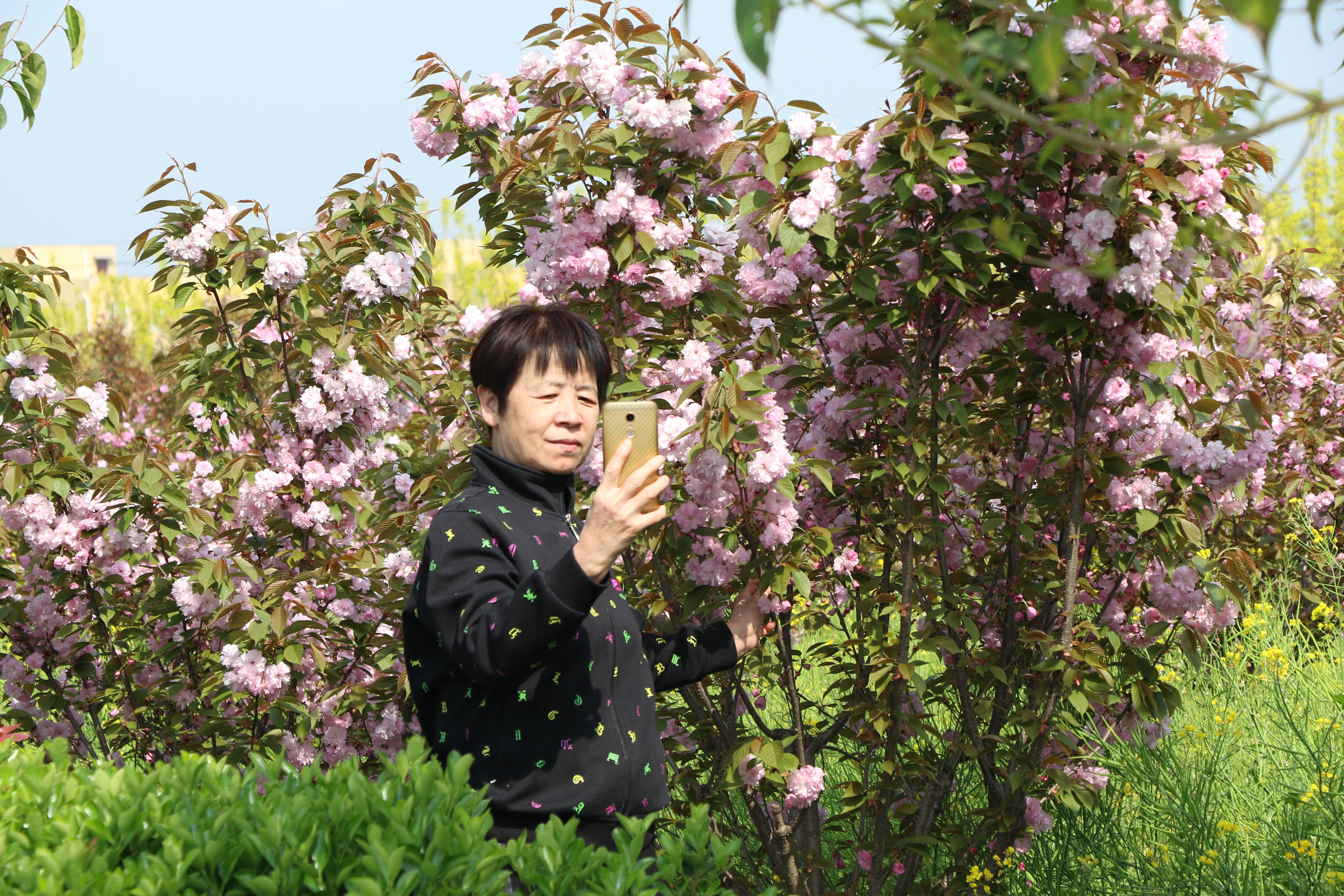 郏县樱花节图片