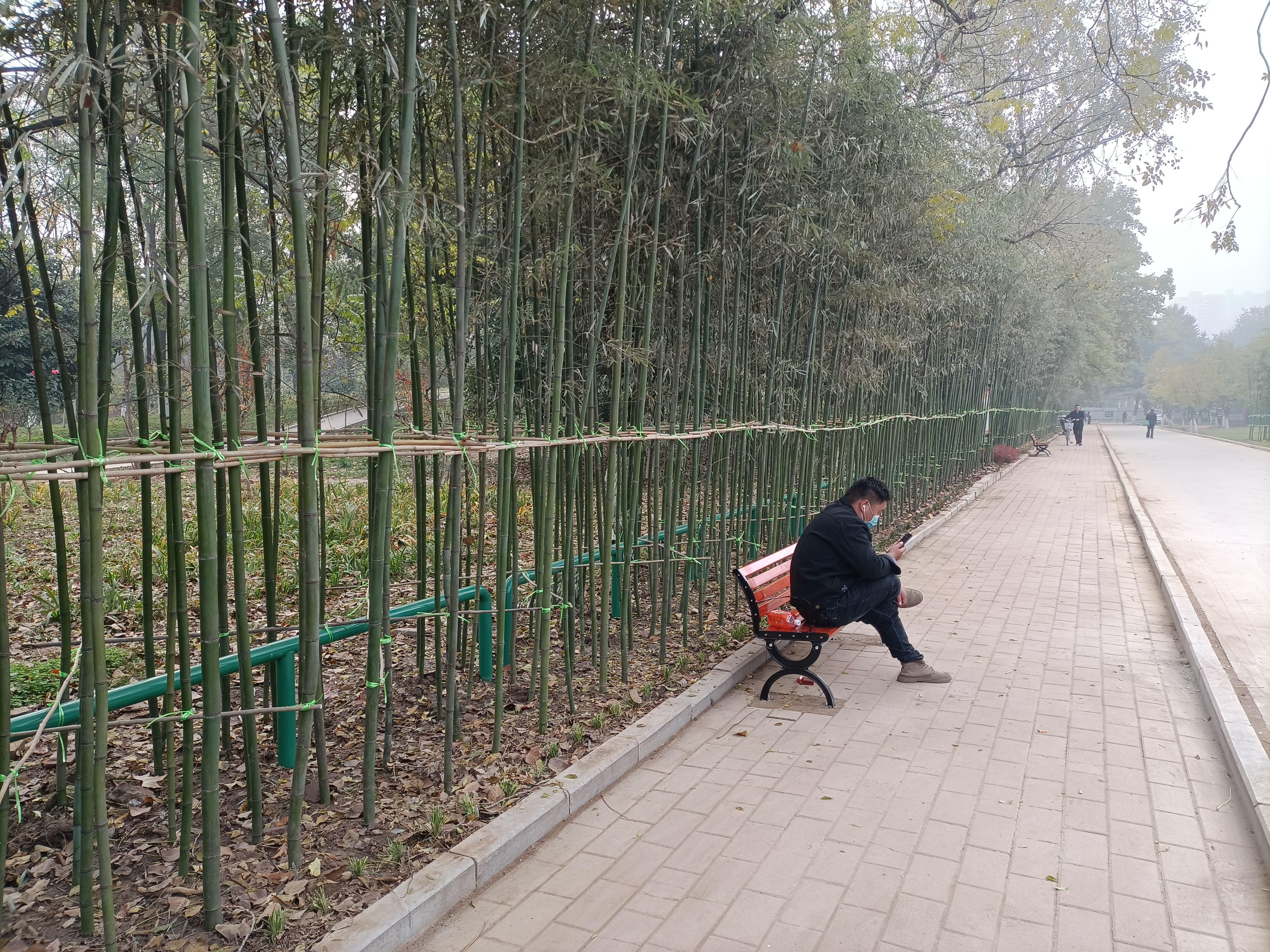 拆除鐵欄杆栽出竹子牆生態圍擋將在市區公園廣場推廣