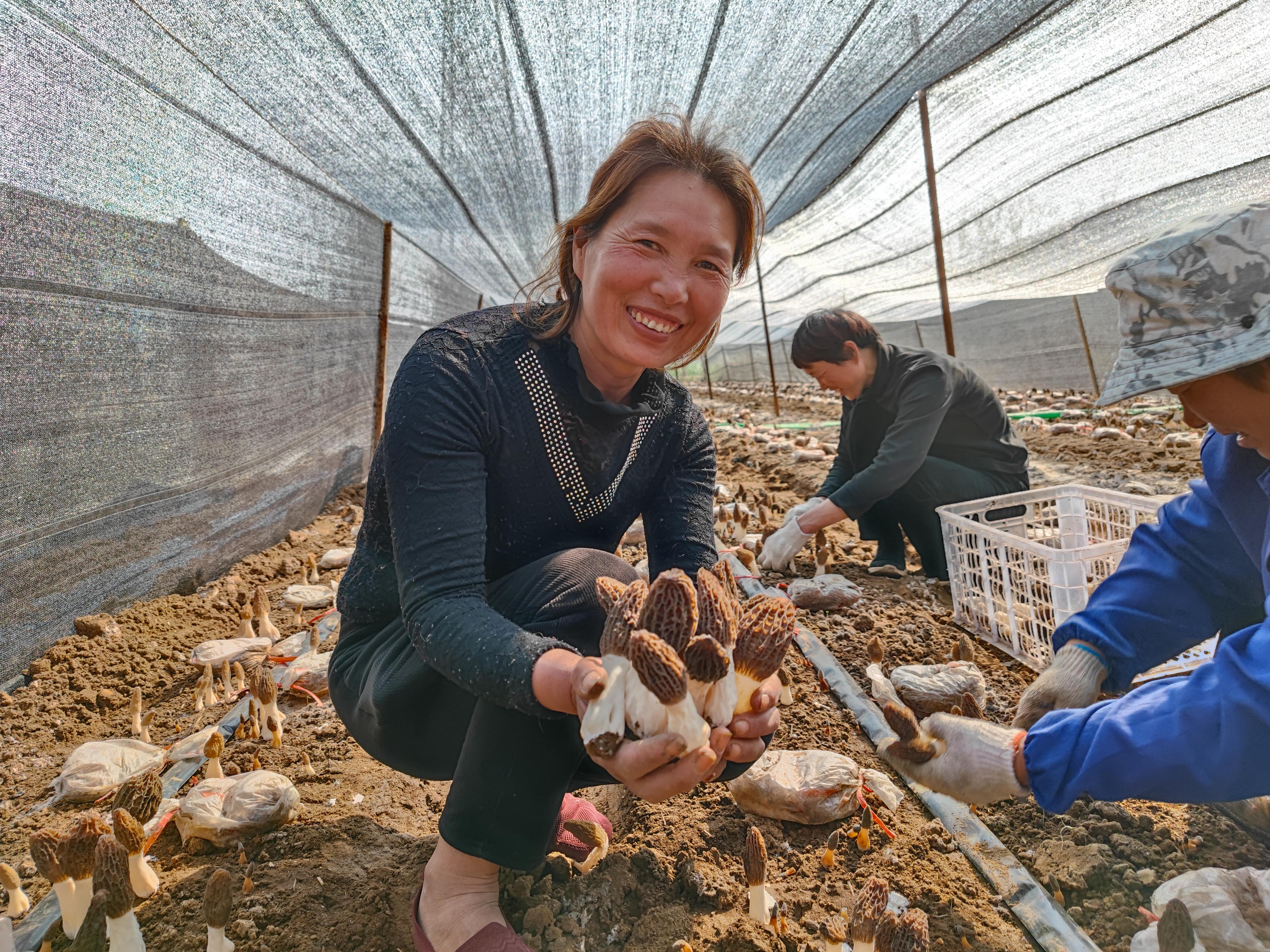 成都金堂羊肚菌基地图片