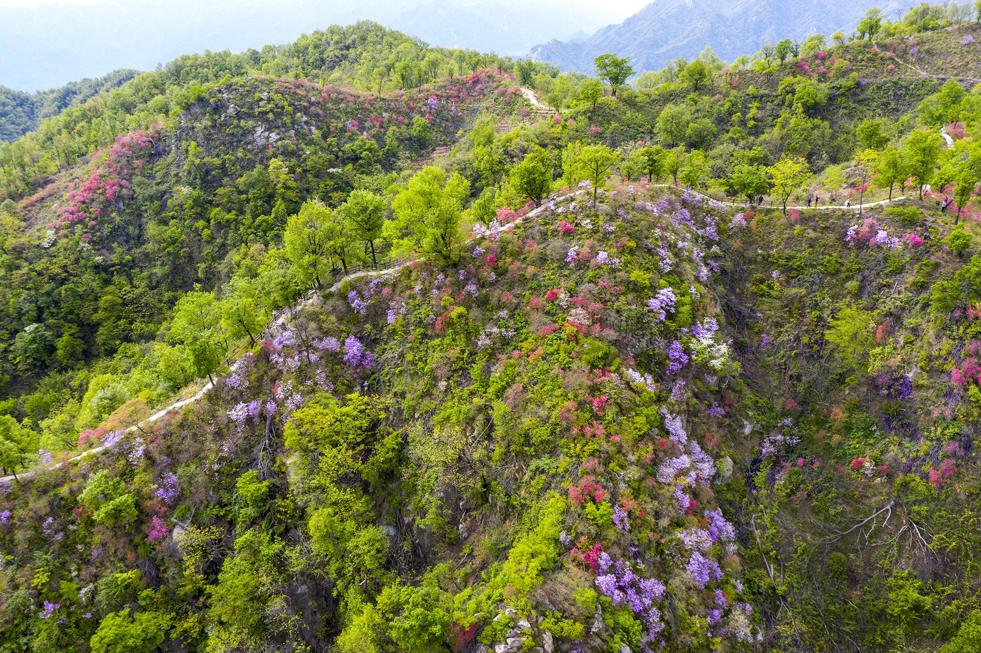 鲁山县四棵树乡高山杜鹃迎风怒放